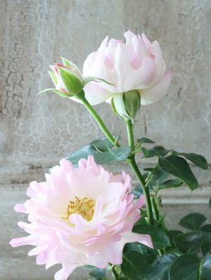 画像1: ユニークなバラ "シーアネモネ" 13.5cmポット