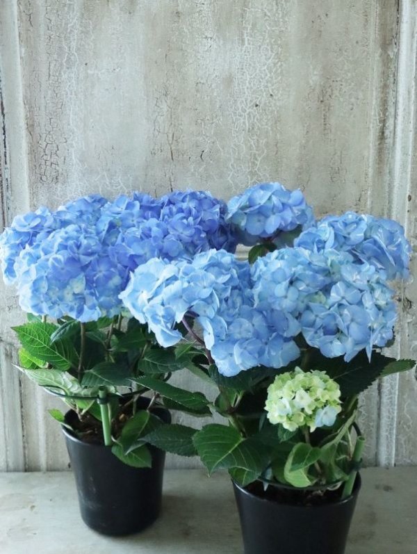 紫陽花 