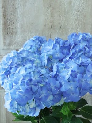 画像4: 紫陽花 "ラブリーデイ" 