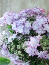 紫陽花 "ひな祭り" 15cmポット