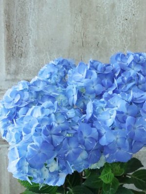 画像3: 紫陽花 "ラブリーデイ" 