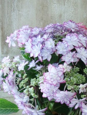 画像7: 紫陽花 "ひな祭り" 15cmポット