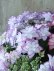 画像9: 紫陽花 "ひな祭り" 15cmポット