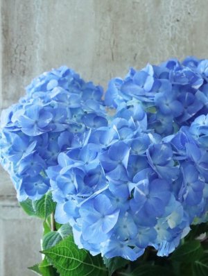 画像5: 紫陽花 "ラブリーデイ" 