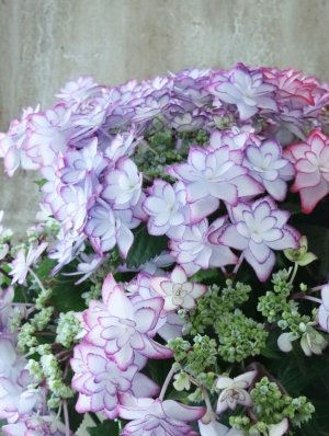 画像3: 紫陽花 "ひな祭り" 15cmポット