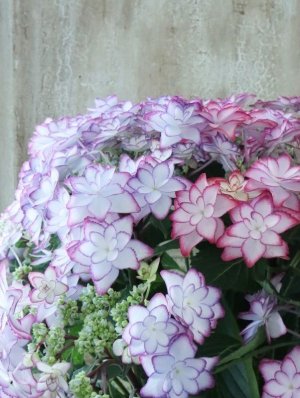 画像5: 紫陽花 "ひな祭り" 15cmポット