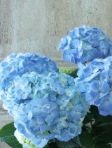 紫陽花 "ラブリーデイ" 