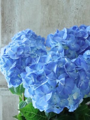 画像6: 紫陽花 "ラブリーデイ" 