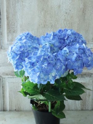 画像8: 紫陽花 "ラブリーデイ" 