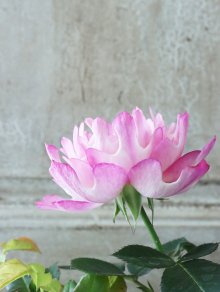 他の写真3: ユニークなバラ "シーアネモネ" 13.5cmポット