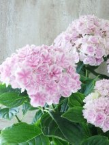 紫陽花 "プリンセス シャーロット ピンク" 15cmポット