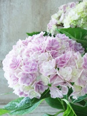 画像6: 紫陽花 "プリンセス シャーロット ピンク" 15cmポット