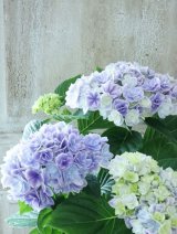 紫陽花 "プリンセス シャーロット ブルー" 15cmポット