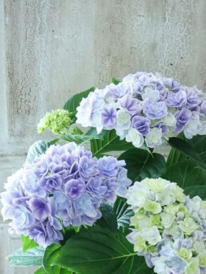 画像1: 紫陽花 "プリンセス シャーロット ブルー" 15cmポット
