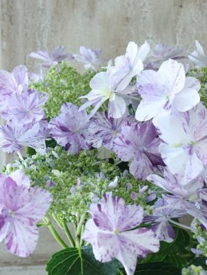 画像4: 紫陽花 "衣純千織~いずみちおり~ ブルー" 15cmポット