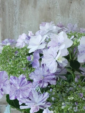 画像3: 紫陽花 "衣純千織~いずみちおり~ ブルー" 15cmポット