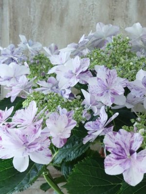 画像6: 紫陽花 "衣純千織~いずみちおり~ ブルー" 15cmポット