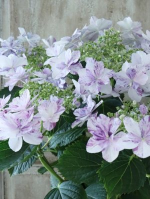 画像7: 紫陽花 "衣純千織~いずみちおり~ ブルー" 15cmポット