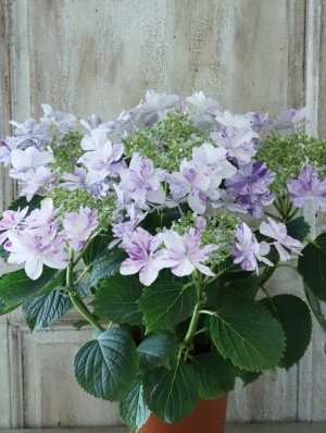 画像9: 紫陽花 "衣純千織~いずみちおり~ ブルー" 15cmポット