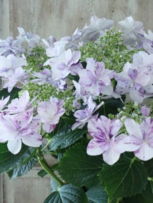 画像8: 紫陽花 "衣純千織~いずみちおり~ ブルー" 15cmポット