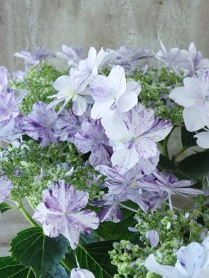 画像5: 紫陽花 "衣純千織~いずみちおり~ ブルー" 15cmポット