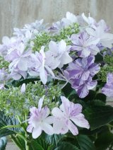紫陽花 "衣純千織~いずみちおり~ ブルー" 15cmポット