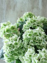 秋色山紫陽花 "伊予獅子てまり ピンク” 15cmポット