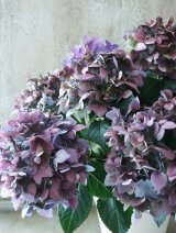 秋色紫陽花 "てててまり ブルー"