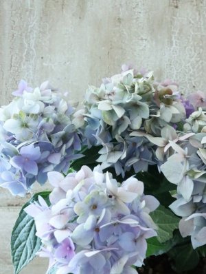 画像6: 秋色紫陽花 "てててまり ブルー"