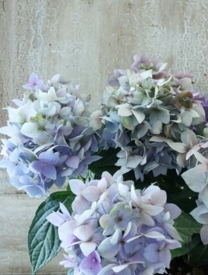 画像7: 秋色紫陽花 "てててまり ブルー"