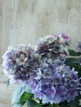秋色紫陽花 "てててまり ブルー"