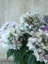 秋色紫陽花 "てててまり ブルー"