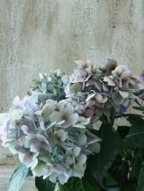 秋色紫陽花 "てててまり ブルー"