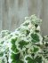 画像5: 八重咲きゼラニウム "アップルブロッサム ホワイトウエディング" 17cmポット (5)