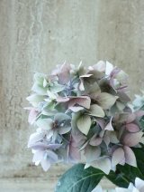 秋色紫陽花 "てててまり ブルー"