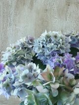 秋色紫陽花 "てててまり ブルー"