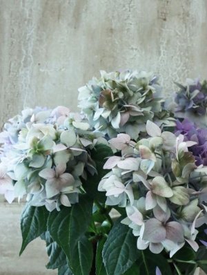 画像4: 秋色紫陽花 "てててまり ブルー"