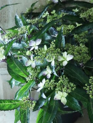 画像10: 山紫陽花 "黒龍" 18cmポット　