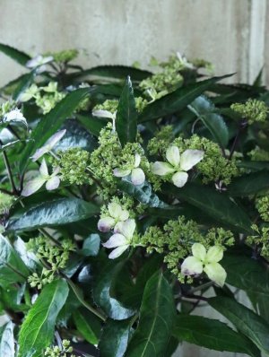 画像4: 山紫陽花 "黒龍" 18cmポット　