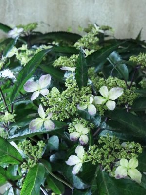 画像8: 山紫陽花 "黒龍" 18cmポット　