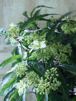 画像14: 山紫陽花 "黒龍" 18cmポット　