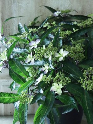 画像9: 山紫陽花 "黒龍" 18cmポット　