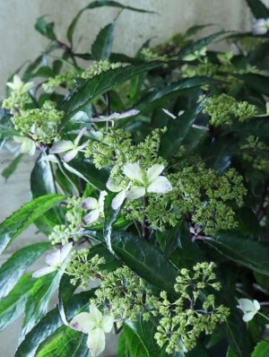 画像12: 山紫陽花 "黒龍" 18cmポット　