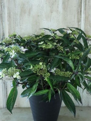 画像19: 山紫陽花 "黒龍" 18cmポット　