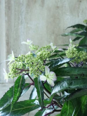 画像15: 山紫陽花 "黒龍" 18cmポット　