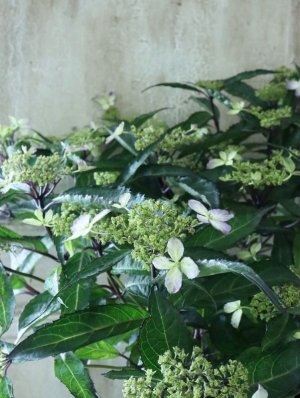 画像18: 山紫陽花 "黒龍" 18cmポット　