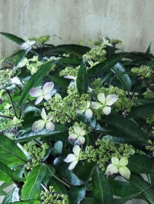 画像7: 山紫陽花 "黒龍" 18cmポット　