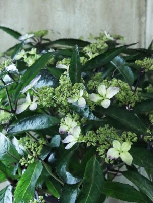 画像3: 山紫陽花 "黒龍" 18cmポット　