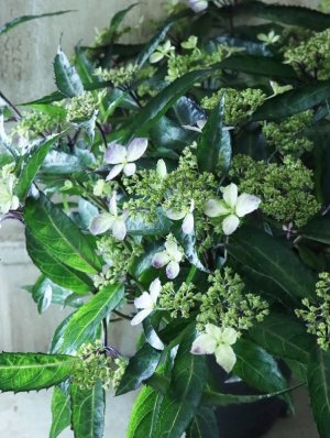 画像11: 山紫陽花 "黒龍" 18cmポット　