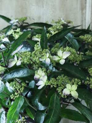 画像5: 山紫陽花 "黒龍" 18cmポット　